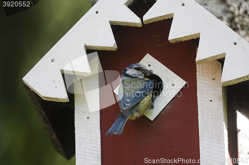 Image of blue tit at home