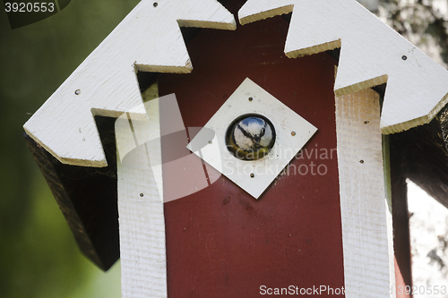 Image of blue tit