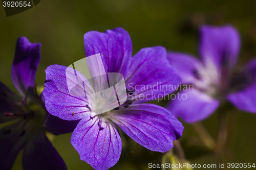 Image of wood cranesbill