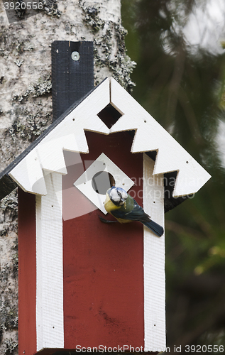 Image of blue tit  at home