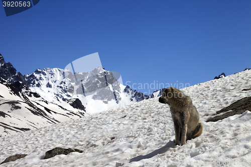 Image of Dog in snowy mountains at nice spring day