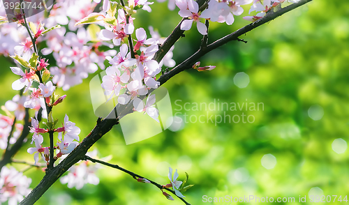 Image of Spring background with Chinese cherry blossom closeup