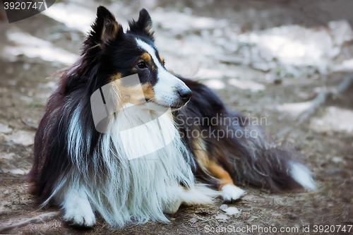 Image of Sheltie dog lying on the ground