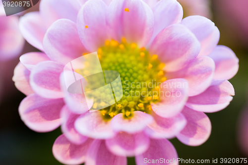 Image of close up of beautiful pink chrysanthemum flowers