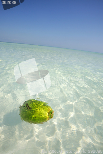 Image of Coconut floating