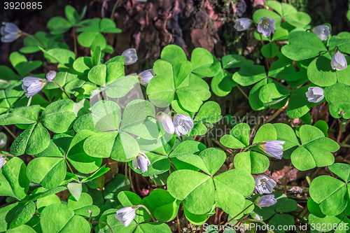 Image of Oxalis flowers during flowering in the forest