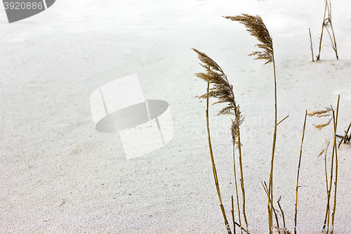 Image of Cane on the white sand