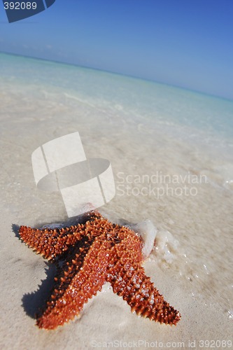 Image of Beached Starfish