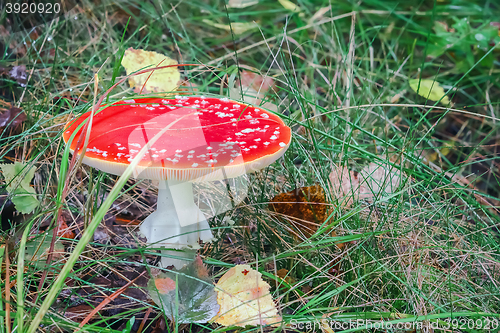 Image of Mushroom fly-agaric closeup