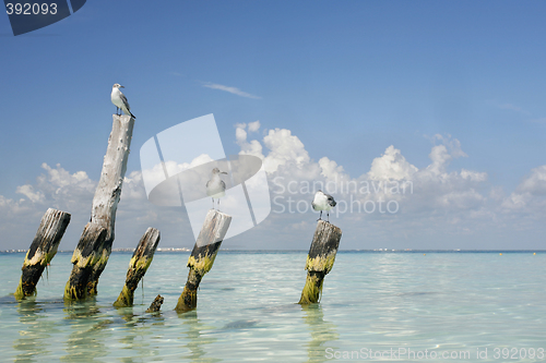 Image of Tropical Gulls