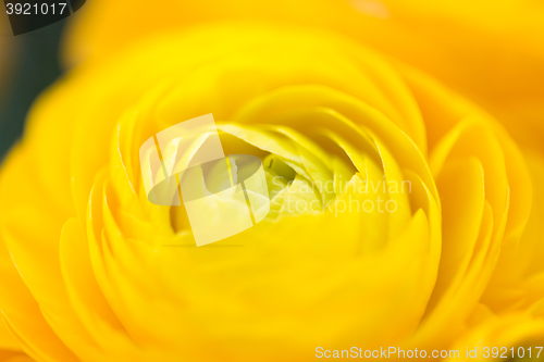 Image of close up of beautiful yellow ranunculus flowers