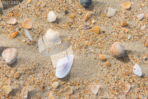 Image of Several multi-colored sea shells lie on the sea sand