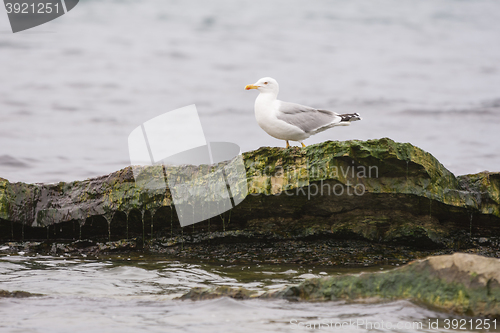 Image of Seagull sitting on a rock towering above the water surface