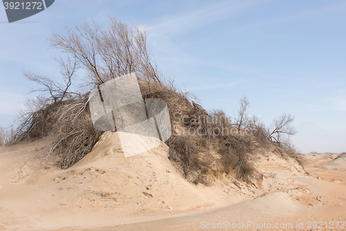 Image of Sand dune with withered shrubs on it