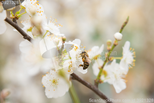 Image of Bee pollinating flowers on the branch of apricot