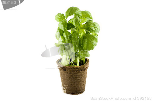 Image of Fresh basil plant isolated on white background