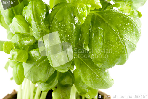 Image of Close-up of a fresh basil isolated on white background