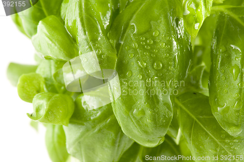 Image of Close-up picture of a fresh basil isolated