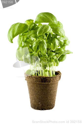 Image of Fresh basil plant isolated on white background