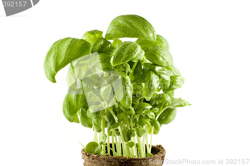 Image of Close-up fresh basil plant isolated on white background