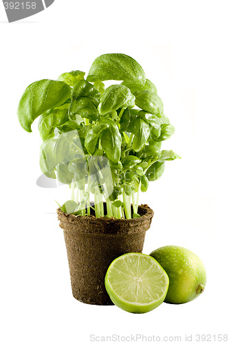 Image of Basil plant & lime isolated on white background