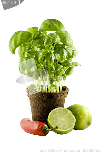 Image of Basil, lime & chili isolated on white background