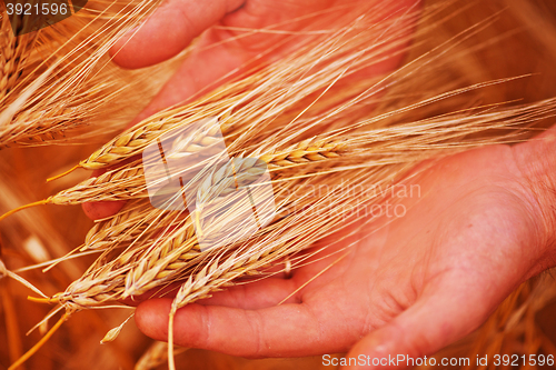 Image of wheat