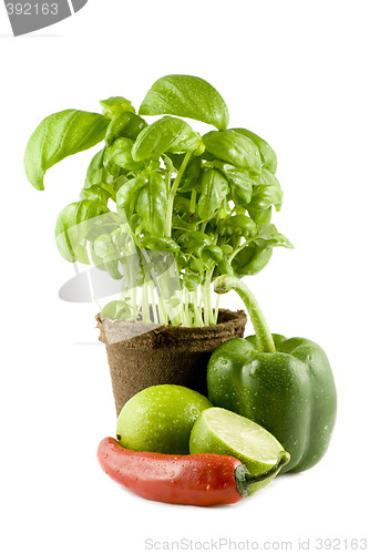 Image of Basil, lime, chili & green bell pepper isolated on white backgro