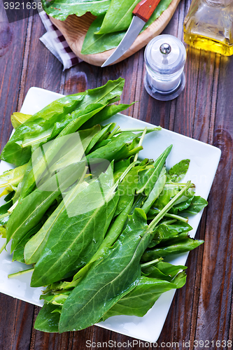 Image of fresh sorrel