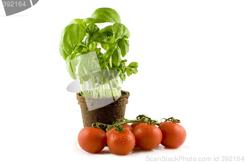 Image of A fresh basil plant and some nice red tomatos isolated on white