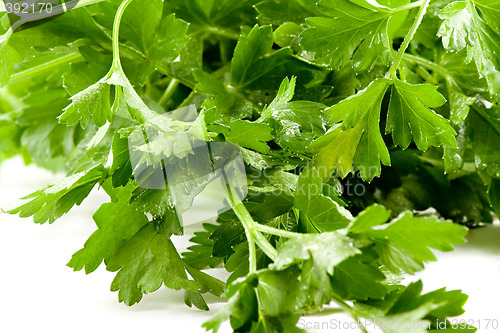 Image of Close up picture of some fresh green parsley