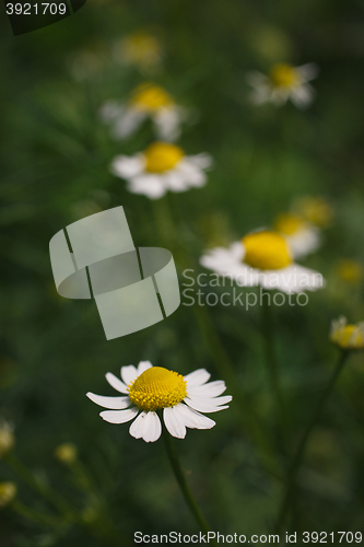 Image of field daisies in a meadow