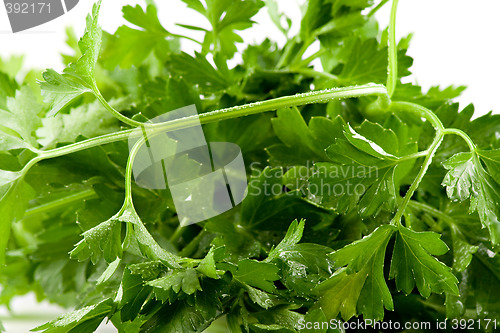 Image of Close up picture of some fresh green parsley