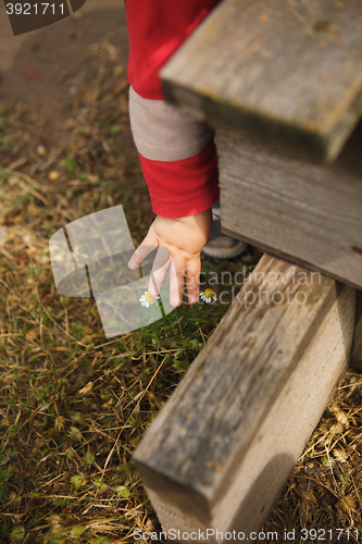 Image of girl touches chamomile