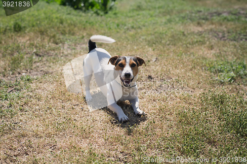 Image of dog plays on the grass