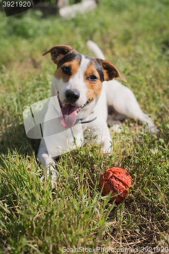 Image of dog plays with a ball on the grass