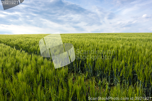 Image of Green cornfield and sky