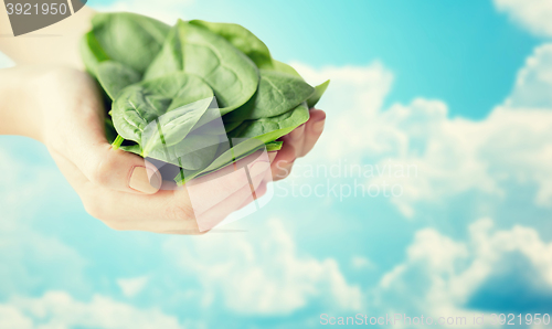 Image of close up of woman hands holding spinach