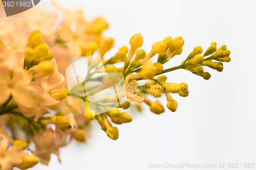 Image of close up of beautiful lilac flowers