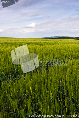 Image of Green cornfield and sky