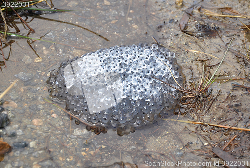 Image of Frog spawn