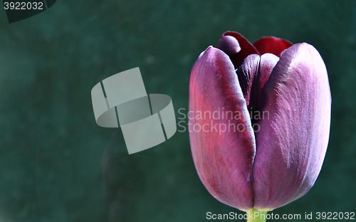 Image of Flowering Tulip