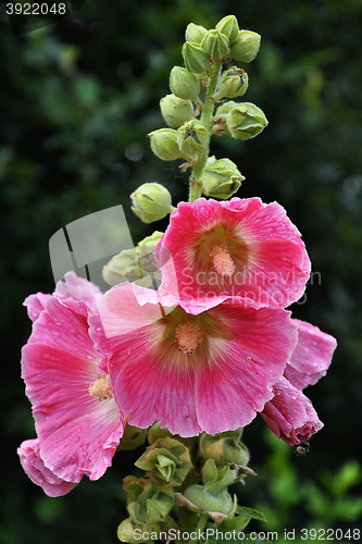 Image of Common Hollyhock