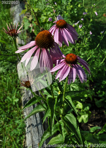 Image of Purple coneflower