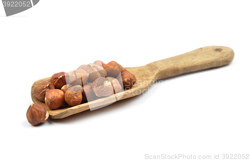 Image of Hazelnuts on shovel