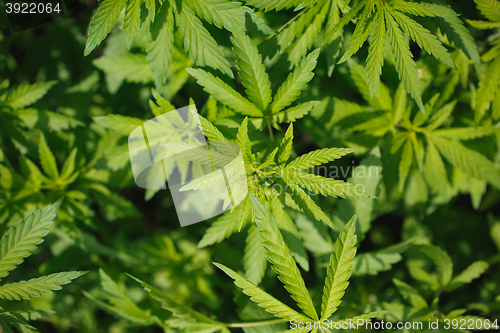 Image of young bushes of cannabis