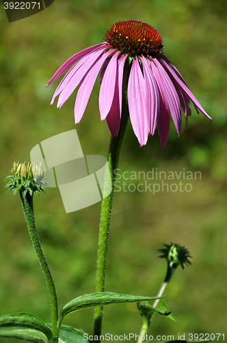 Image of Purple coneflower