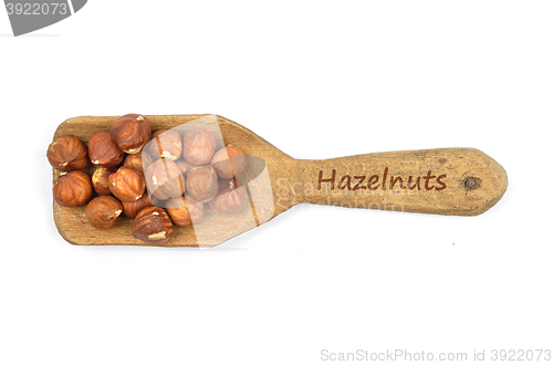 Image of Hazelnuts on shovel