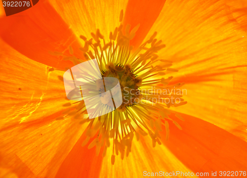 Image of Background Iceland poppy 