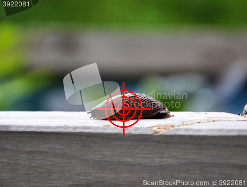Image of Aim at slug in garden